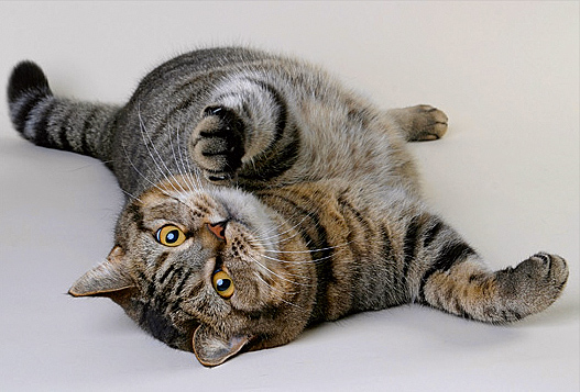 А вот и котовторник!