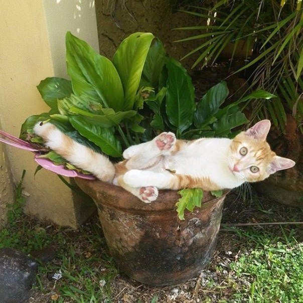 Прикольные животные