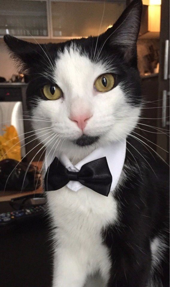 Коты из сети