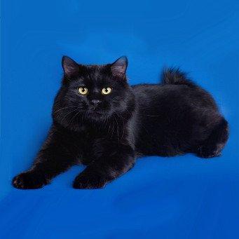 Коты и Кошки
