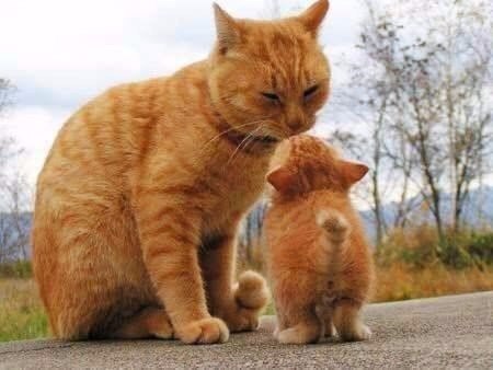 Коты и Кошки