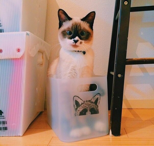 Коты и Кошки