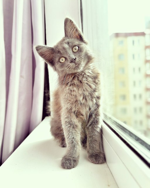 Коты и Кошки