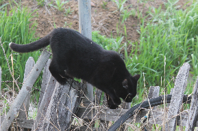 Котовторник 05.06.2018