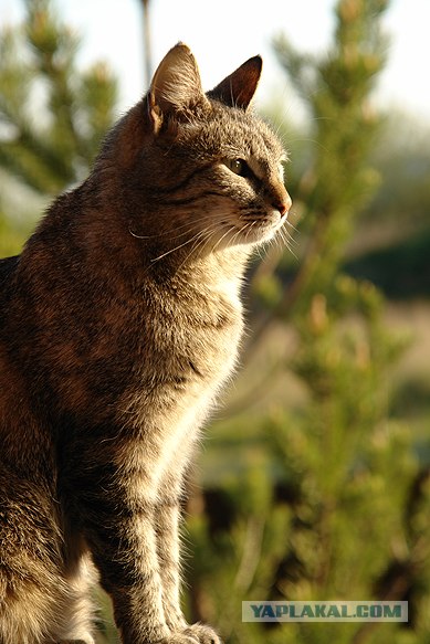 Котовторник на ЯПлакалъ (20.05.08), прикольные коты, добавляем свои!