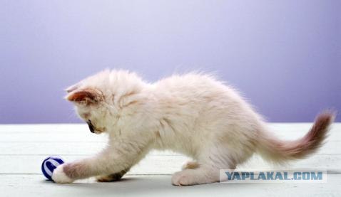 УРРААА ! Котовторник на ЯПлакалъ !