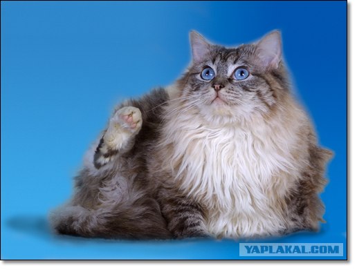 Котовторник (20.01)