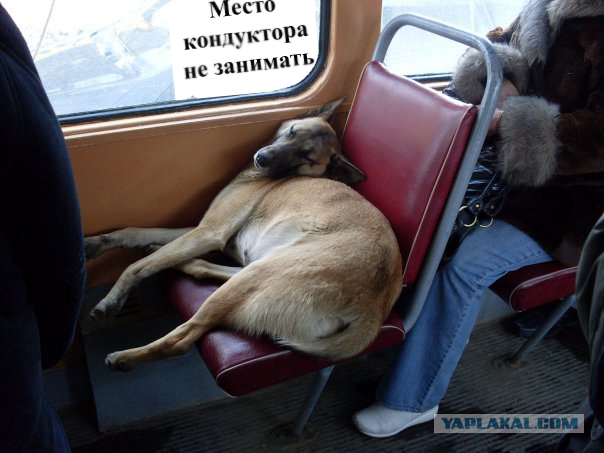 Неожиданный пасасжир