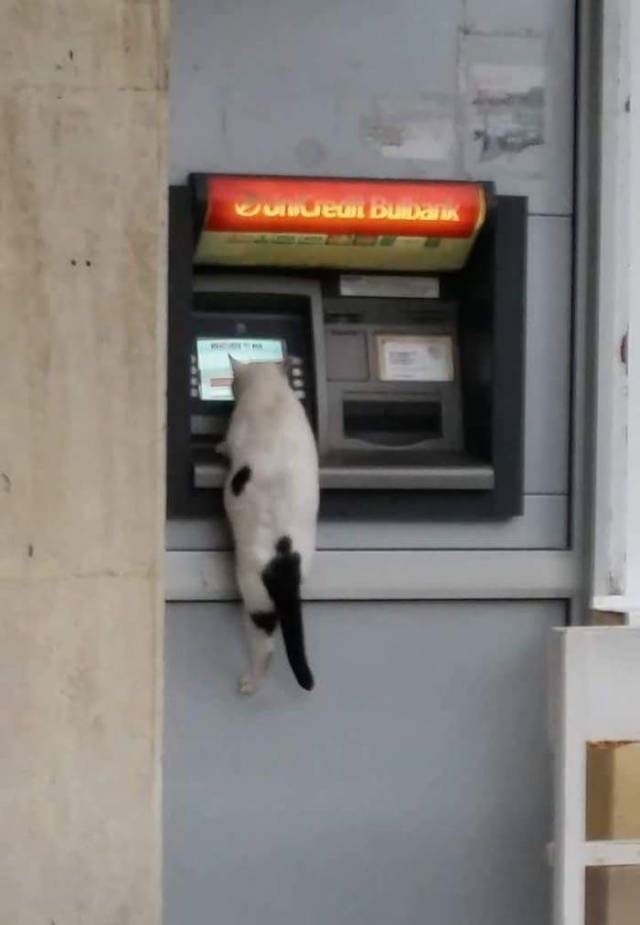 Прикольных котов пост