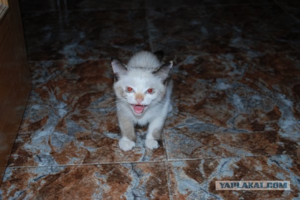 Последний котовторник августа