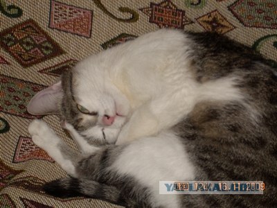Котовторник 1.02.2011