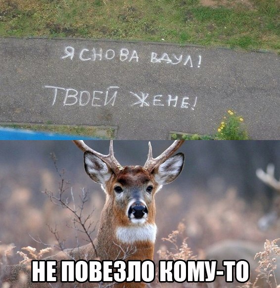 Про современных Аленей