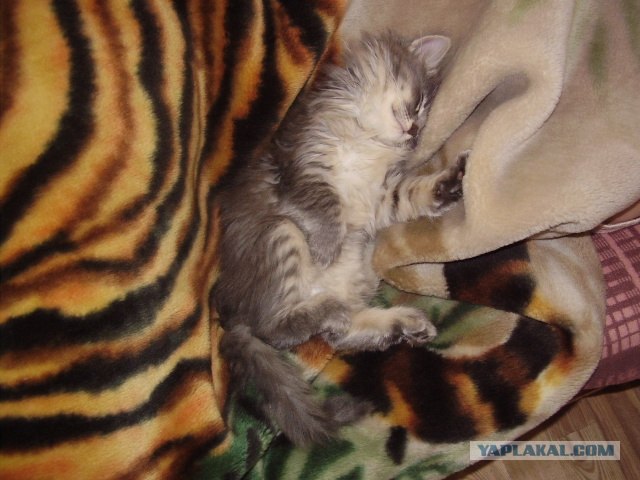 Котовторник! 11.10.11