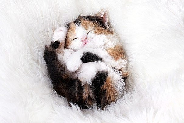 Немного милоты