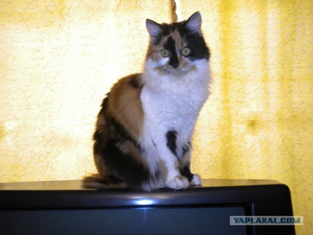 Котовторник! 13.03.2012