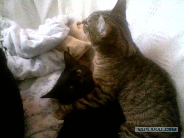 Котовторник (15.05.2012)