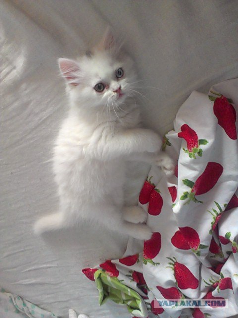Котовторник 31.07.2012 г.
