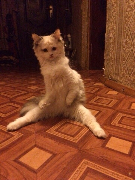 Забавные фото котеек
