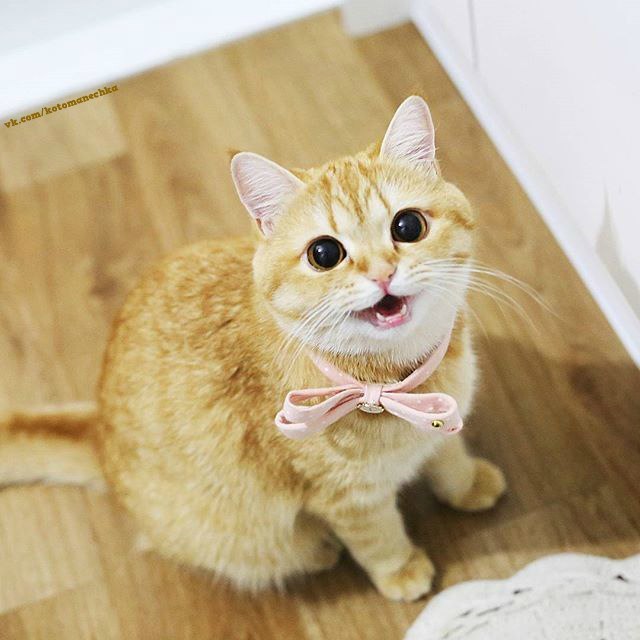 Забавные фото котеек