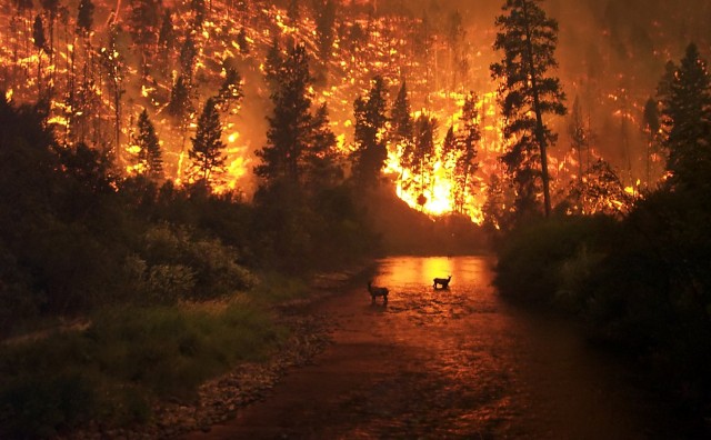 Площадь лесных пожаров в Сибири выросла до 1,56 млн га