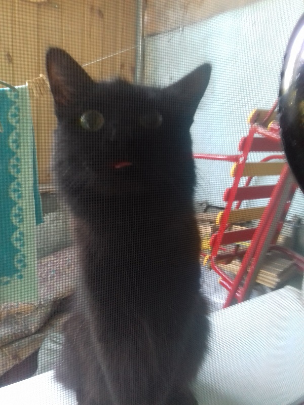 Кошиная жесть