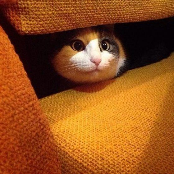 Коты из сети