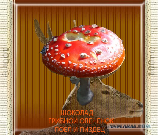 Фотожаба: шоколада "Булгаков Александр"