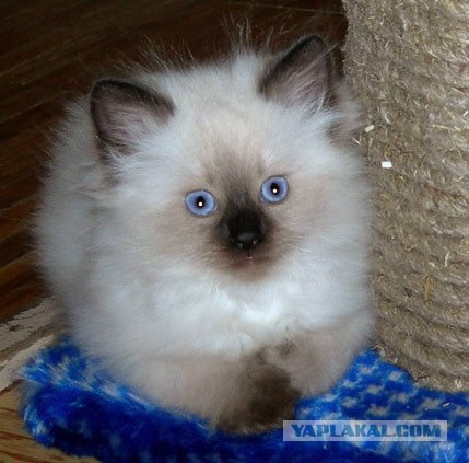 Слезы Путина. Победа на выборах 2012