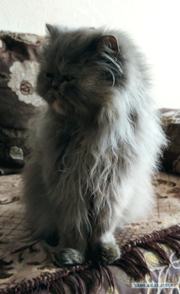 Хоба! Котовторник!