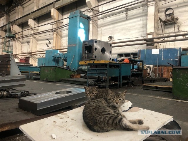 Коты пролетарии