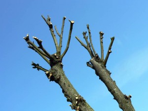 Началось строительство высочайшего здания в мире