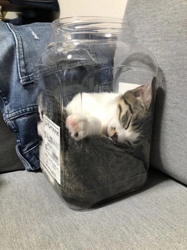 Кошачьи выкрутасы