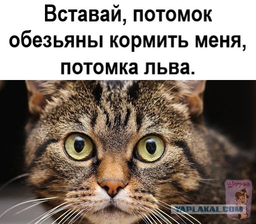 Храни тебя кошачий бог!