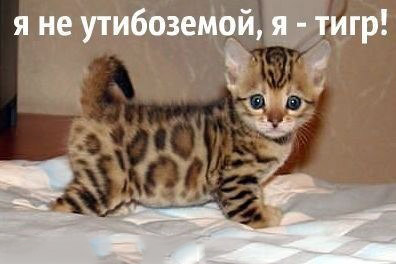 Пушистая ярость