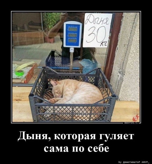 Осенние бояны