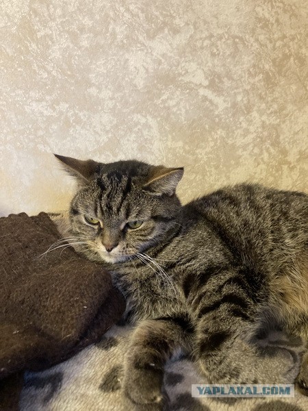 Последний котовторник в этом году