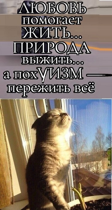 К котовторнику: подборка картинок-баянов с котиками и про котиков. Выпуск 4