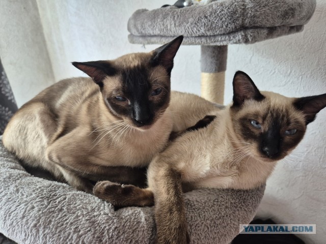 Кошачьи нежности