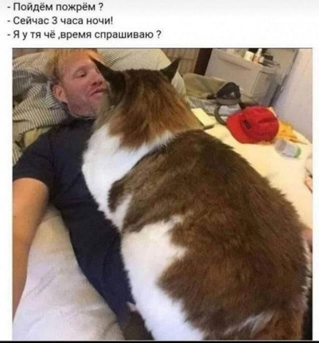 К котовторнику: подборка картинок-баянов с котиками и про котиков. Выпуск 42.