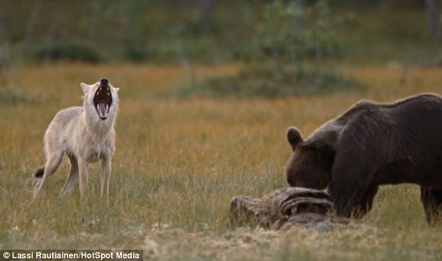 Дикая дружба: бурый медведь и волчица