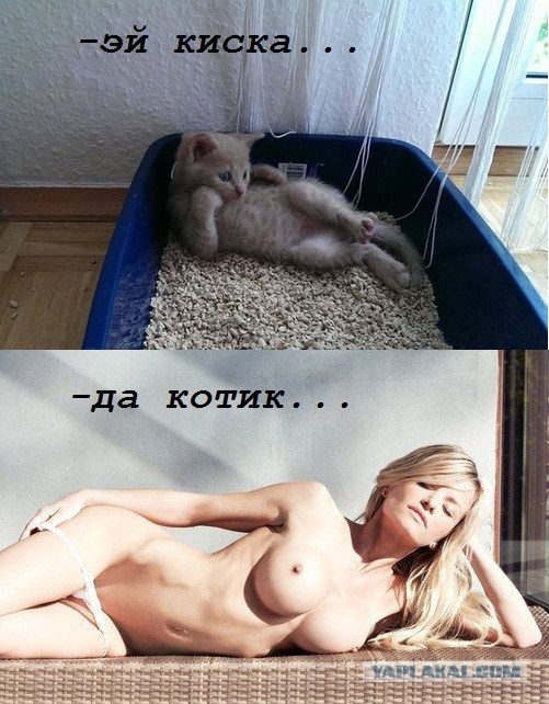 Котовторник 29.10.2013