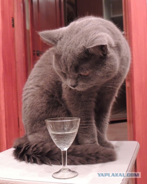 Котовторник 4.02.2014