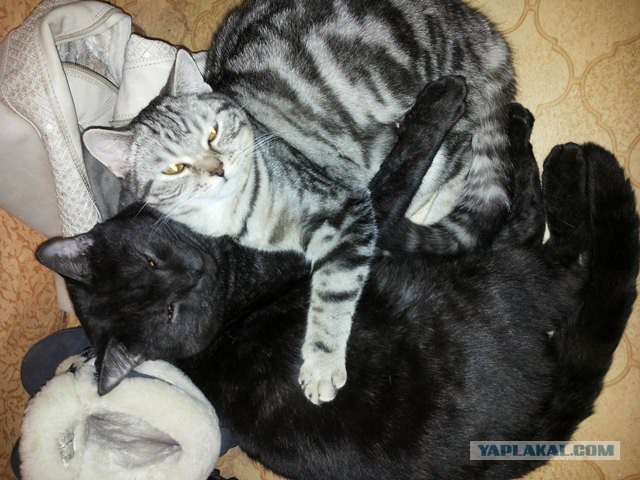 Котовторник 04.03.2014