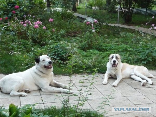 Спасенные собаки