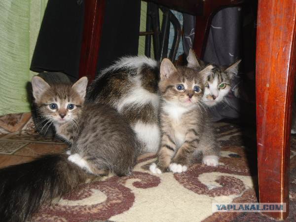 Соседка собирается подавать на алименты