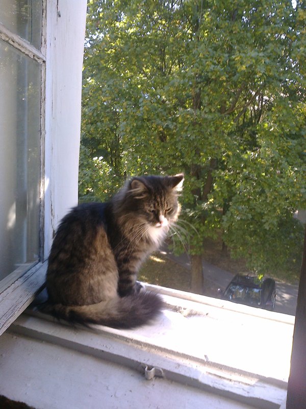 Котовторник 16.09.14