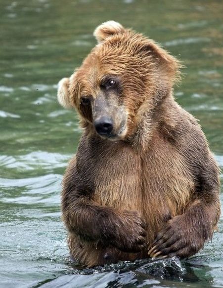 Покатай нас, большая "черепаха"!