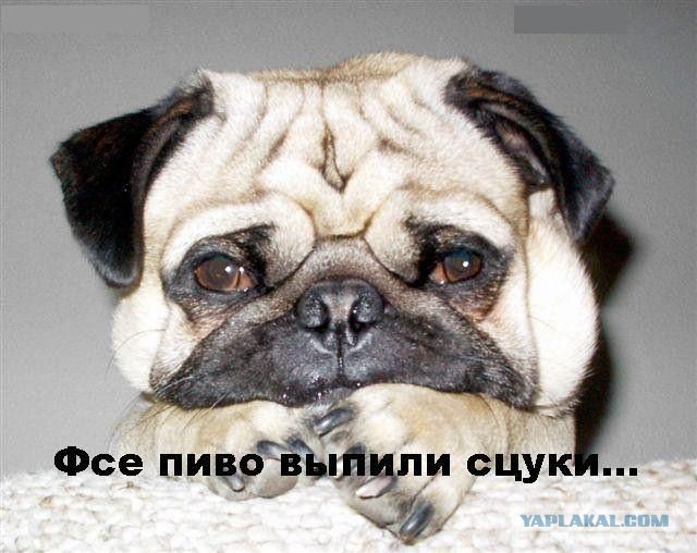 Братишки, я вам картинок принёс!