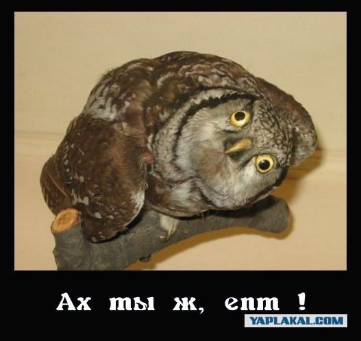 Сово-понедельнег