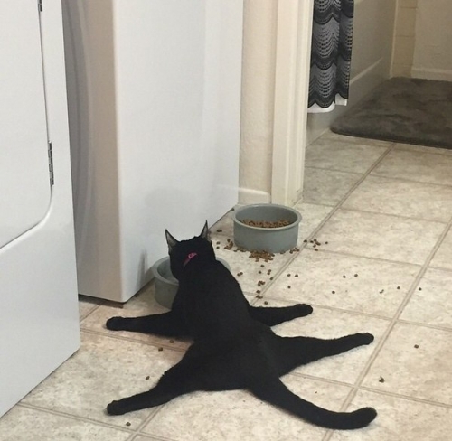 Котовторник